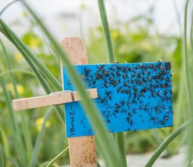 یک برگ چسب آبی حشرات