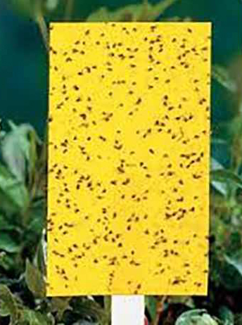 یک برگه چسب زرد حشرات