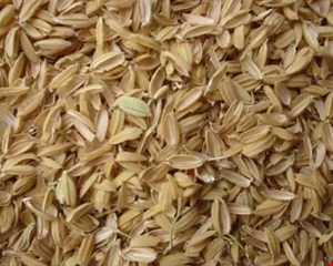 شلتوک  برنج